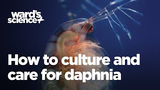 Caring and Culturing for Daphnia [upl. by Robinette357]