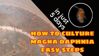 How to Culture Magna Daphnia Easily [upl. by Atiseret]