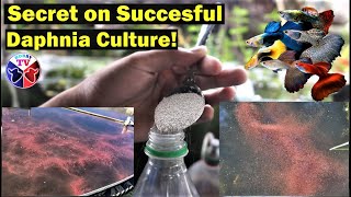 How to Culture Daphnia Successfully [upl. by Anyaj]