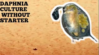 HOW TO CULTURE DAPHNIA NATURALLY WITHOUT A STARTER [upl. by Santiago841]