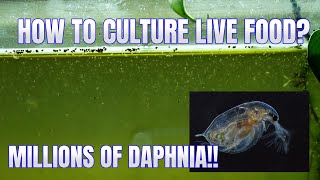 How to Culture Daphnia Secret Method to Breed MILLIONS  Simply Aquatic [upl. by Akimik]