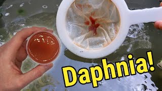 How I Culture Daphnia In Outdoor Tubs [upl. by Staten]