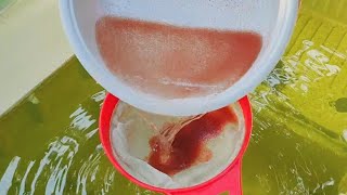 How to culture daphnia  Daphnia culture  How to grow daphnia outdoor [upl. by Enilehcim]