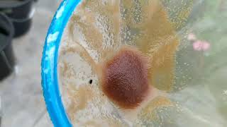 How to culture daphnia moina in a small container Part 1 English Subtitle [upl. by Thielen494]