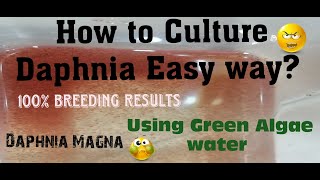 Daphnia MagnaHow to Culture Daphnia Easy wayCulturing Daphnia using Green water Daphnia [upl. by Ereveniug]