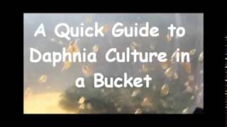 How to culture daphnia outside [upl. by Elaweda]