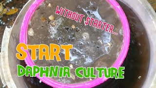 How to culture daphnia moina the easy way 1  Starting the Daphnia culture [upl. by Chretien]