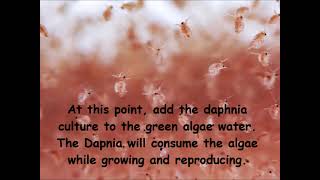 Daphnia  How to grow daphnia in your home [upl. by Armbrecht818]