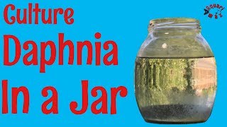 How to Culture Daphnia in a Jar [upl. by Enirehtahc709]