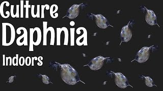 How to Culture Daphnia [upl. by Marion87]