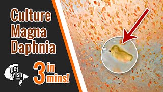 How to culture DAPHNIA MAGNA  The easy way [upl. by Animahs]