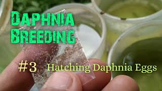 Daphnia Culture made simple and easy 3  Hatching Daphnia eggs [upl. by Nore77]