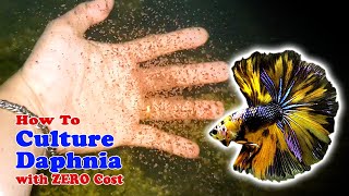 How to Culture Daphnia with ZERO Cost  Unlimited Live Food For Our Fish [upl. by Yahsal268]