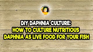 DIY Daphnia Culture How to Culture Nutritious Daphnia as Live Food for Your Fish [upl. by Clare]