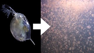 How I Culture Daphnia [upl. by Airdnola]