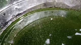 DAPHNIA MOINA CULTURE IN A SMALL BUCKET [upl. by Berny461]