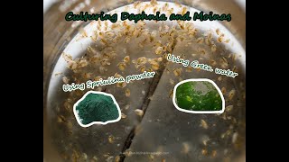 How To Culture Daphnia and Moinas using Green Water Spirulina powder [upl. by Gerry]