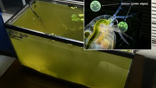 Raising Daphnia for the Freshwater Aquarium [upl. by Crofton]