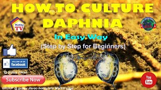 HOW TO CULTURE DAPHNIA In Easy Way [upl. by Bluefield]